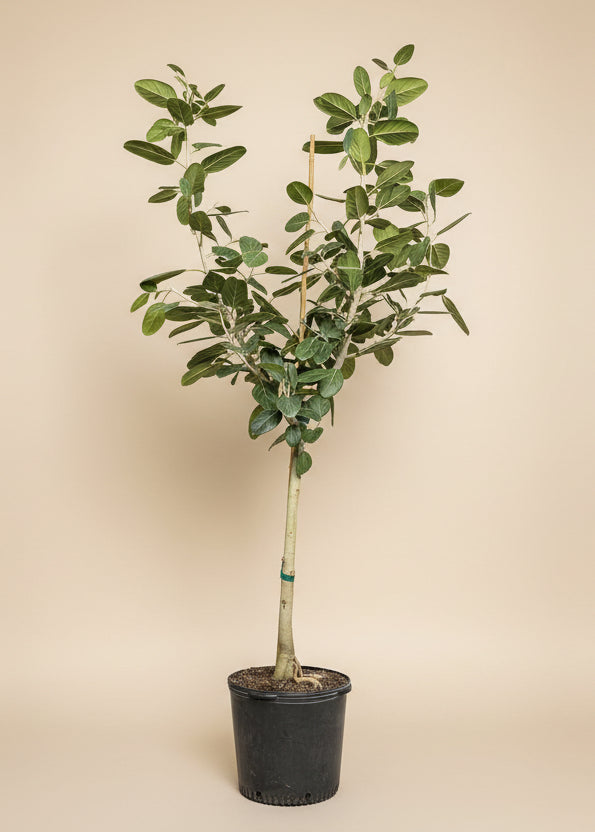 Ficus Audrey