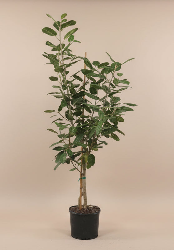 Ficus Audrey