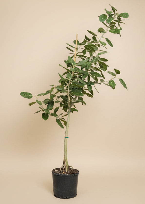 Ficus Audrey