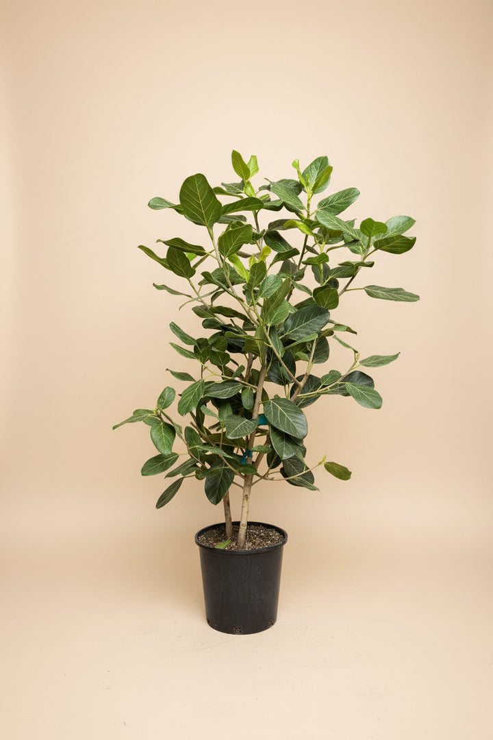Ficus Audrey