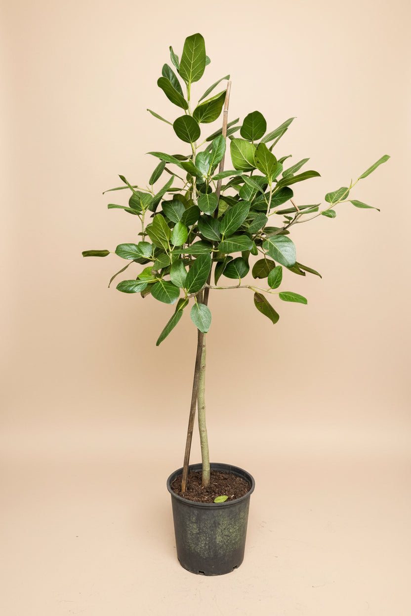 Ficus Audrey