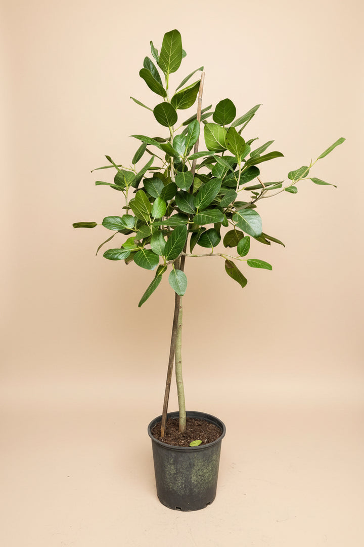 Ficus Audrey