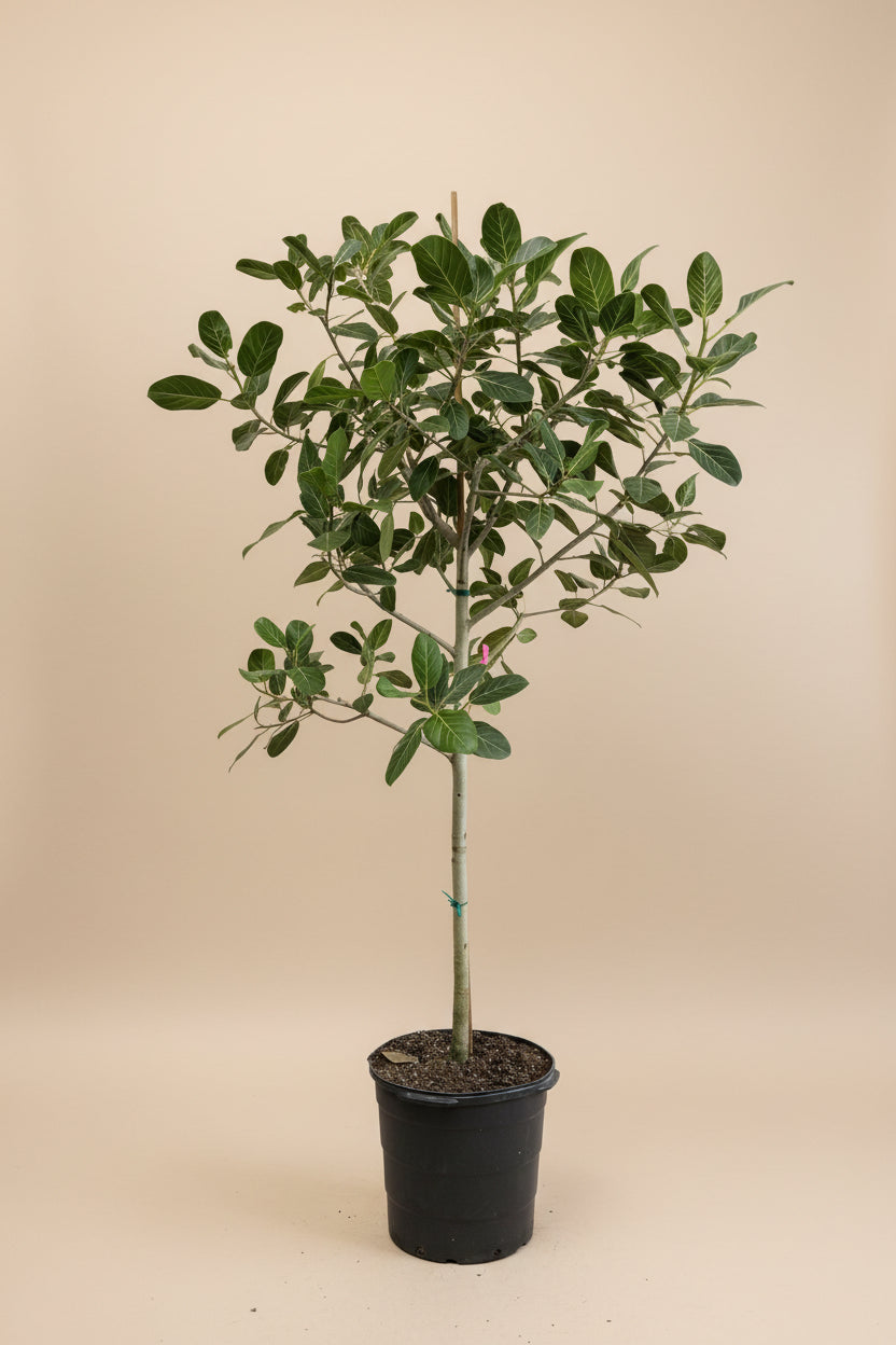 Ficus Audrey