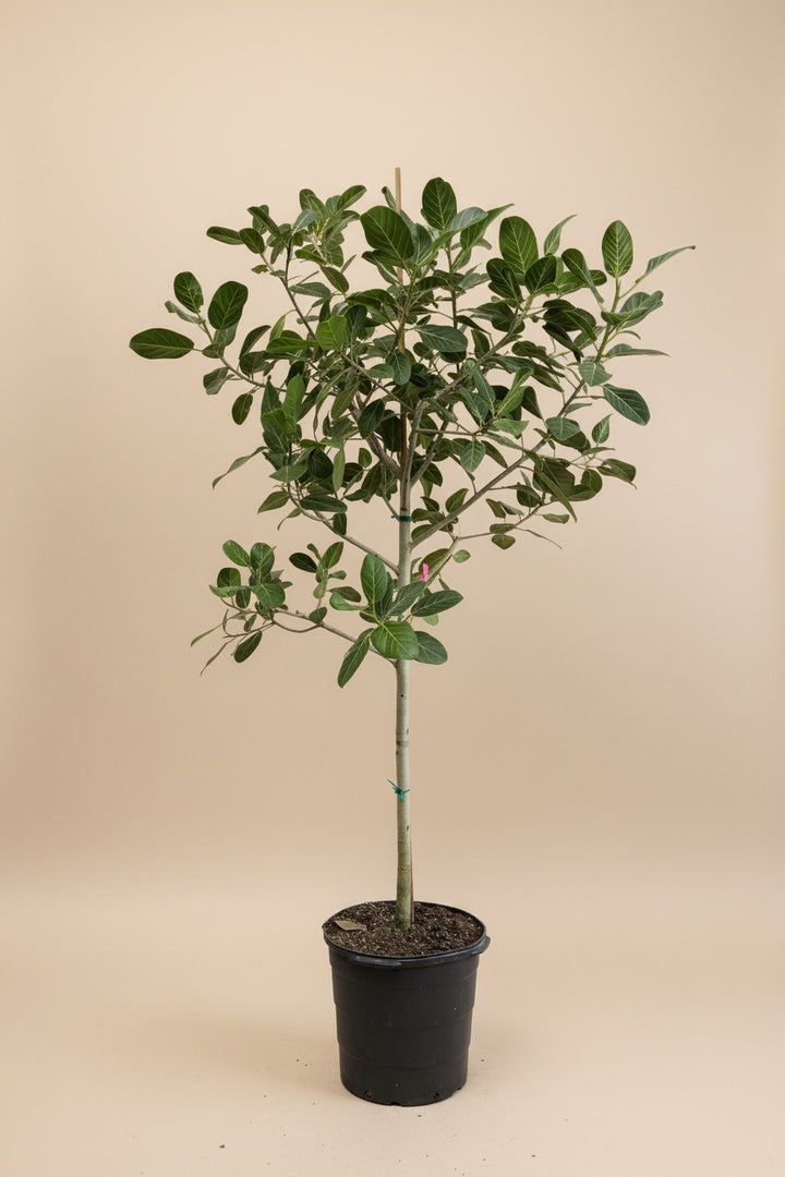 Ficus Audrey