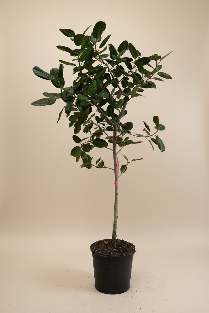 Ficus Audrey
