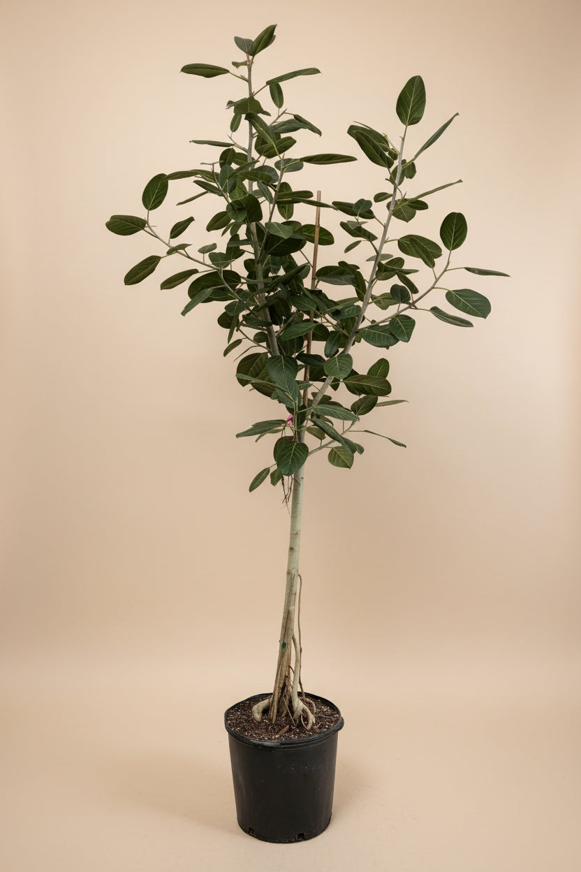 Ficus Audrey