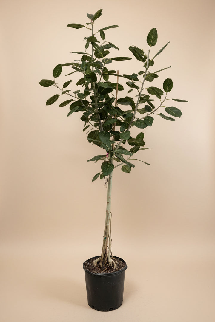 Ficus Audrey