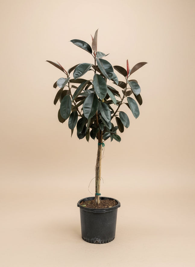 Ficus Burgundy