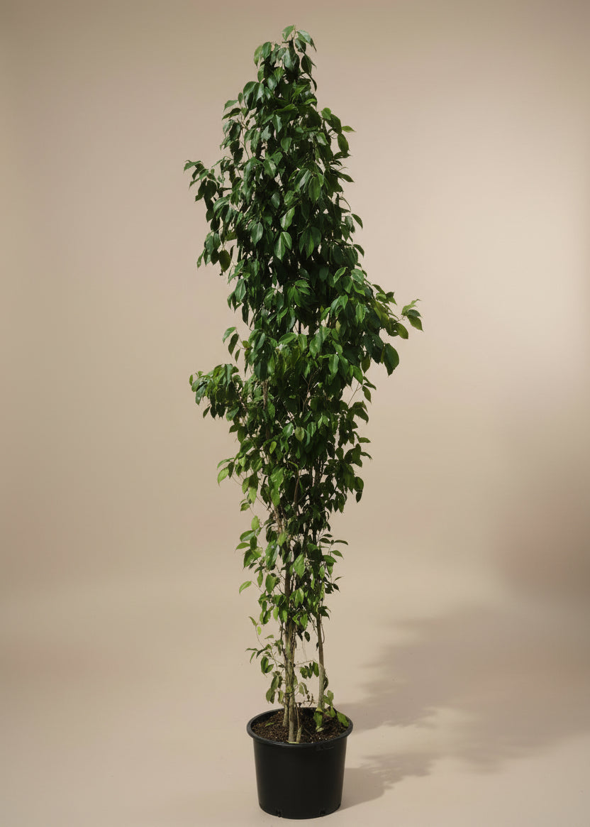 Ficus Spire