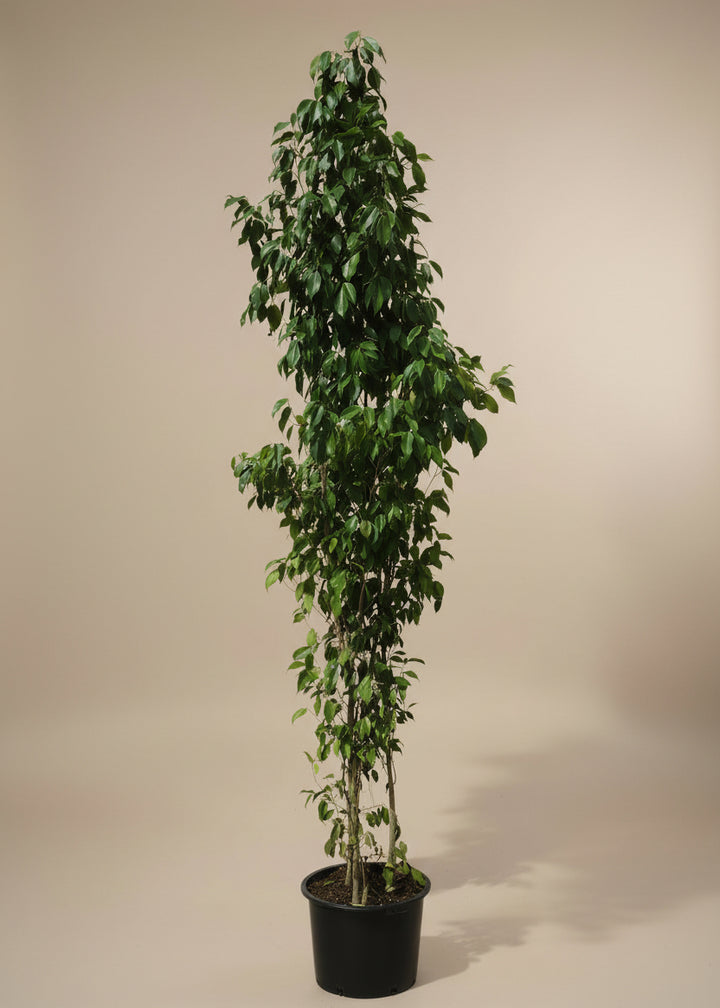 Ficus Spire