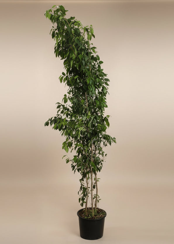 Ficus Spire