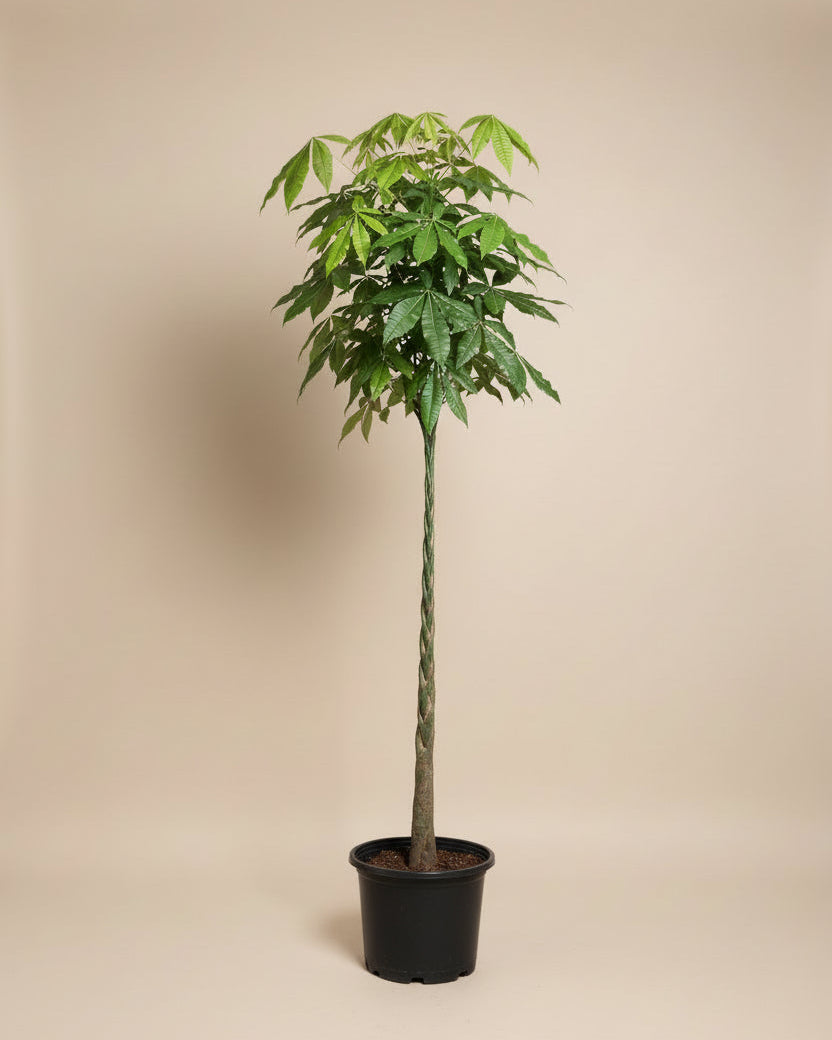 Money Tree