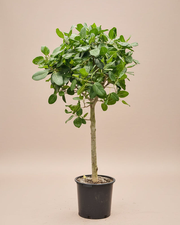 Ficus Audrey