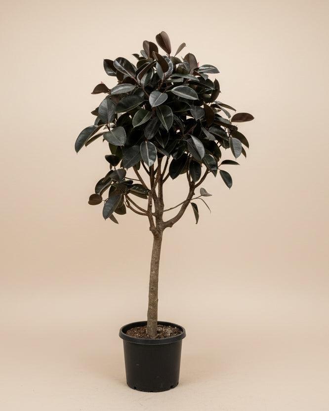Ficus Burgundy