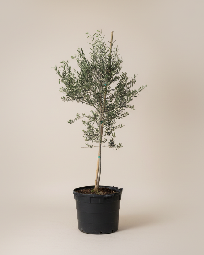 Arbequina Olive Tree
