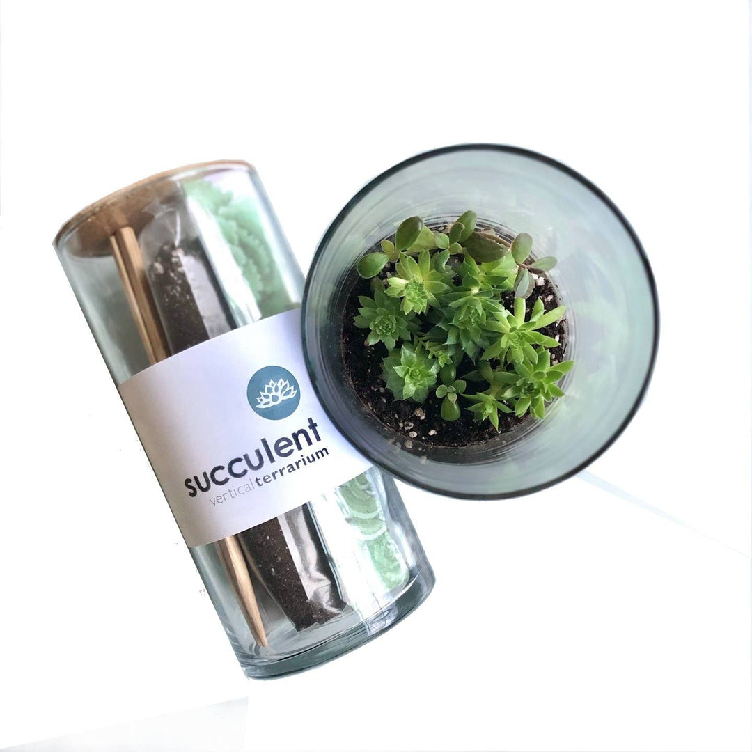 Succulent Terrarium