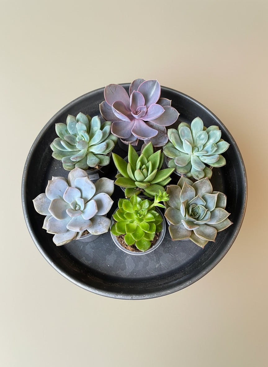 Echeveria