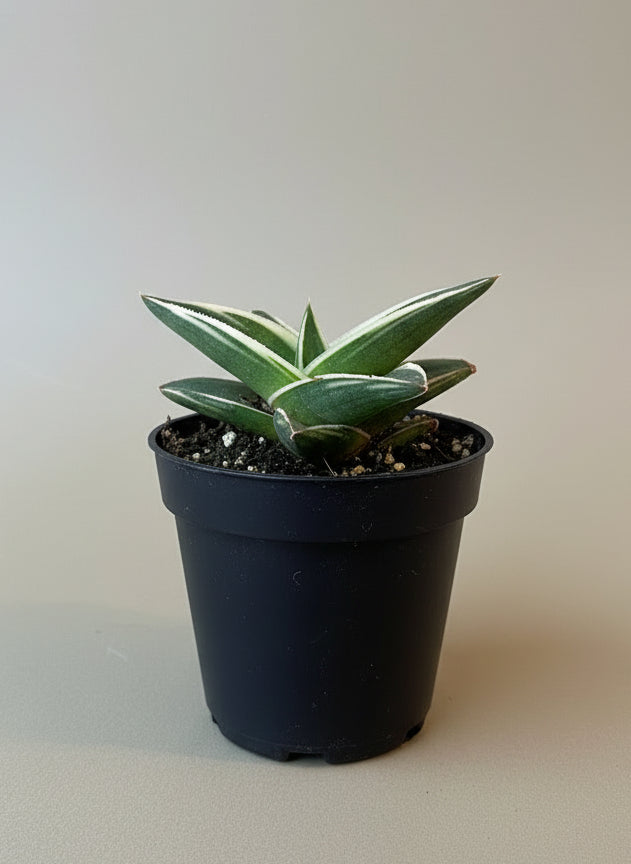 Snake Plant