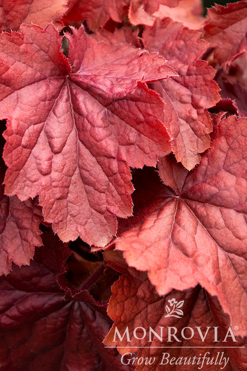 Northern Exposure™ Red Heuchera