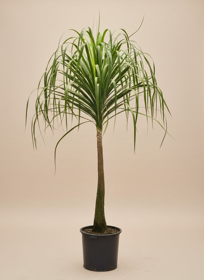 Ponytail Palm
