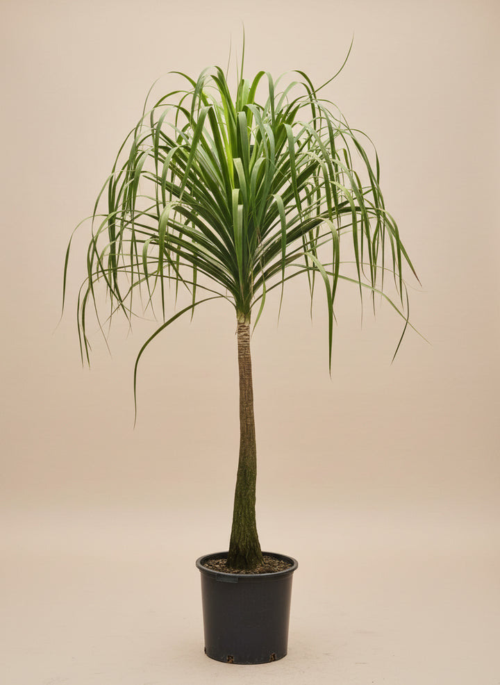 Ponytail Palm