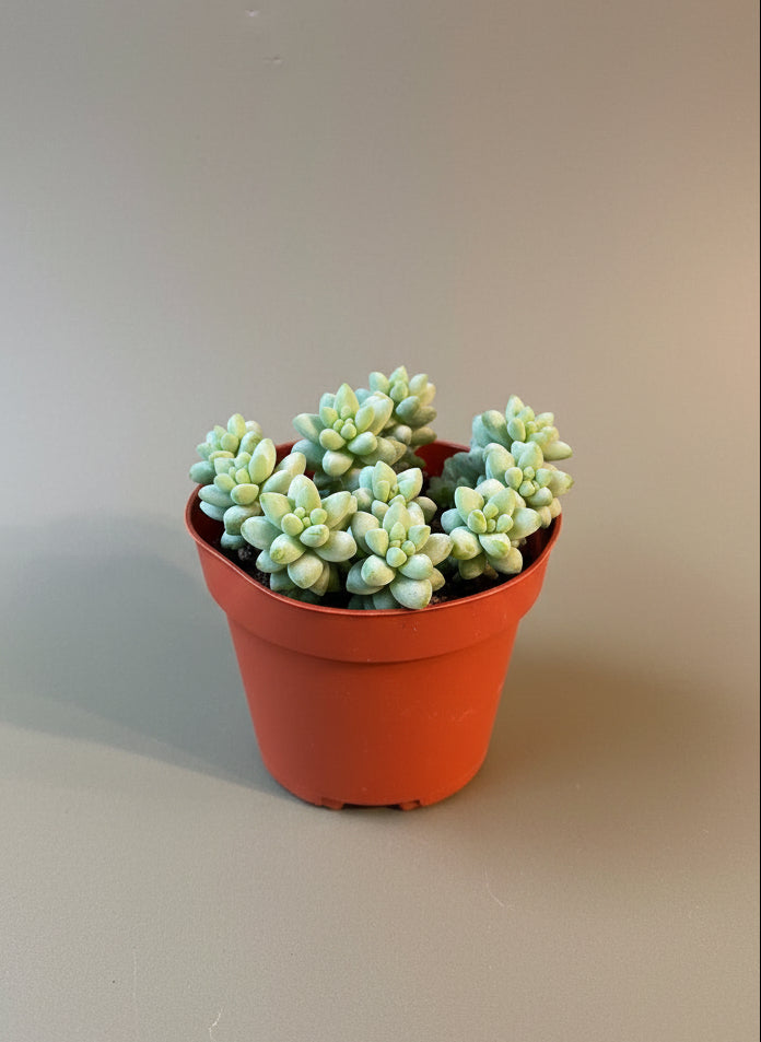 Donkey's Tail Succulent