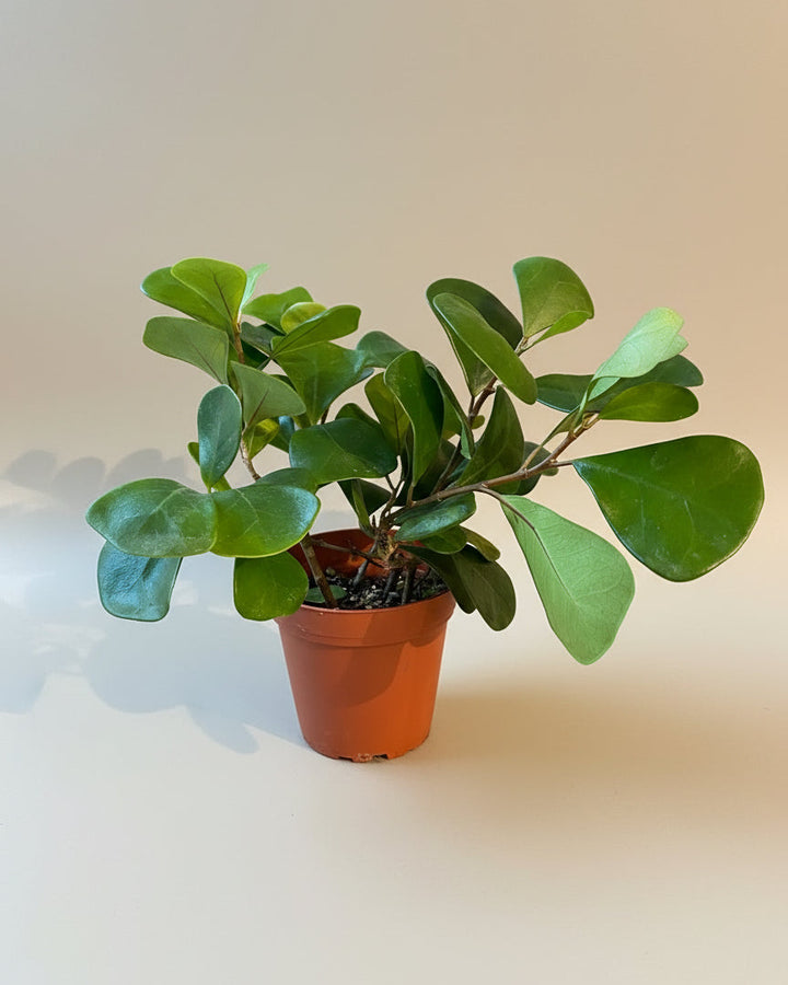 Ficus Triangularis