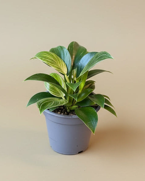 Philodendron Birkin