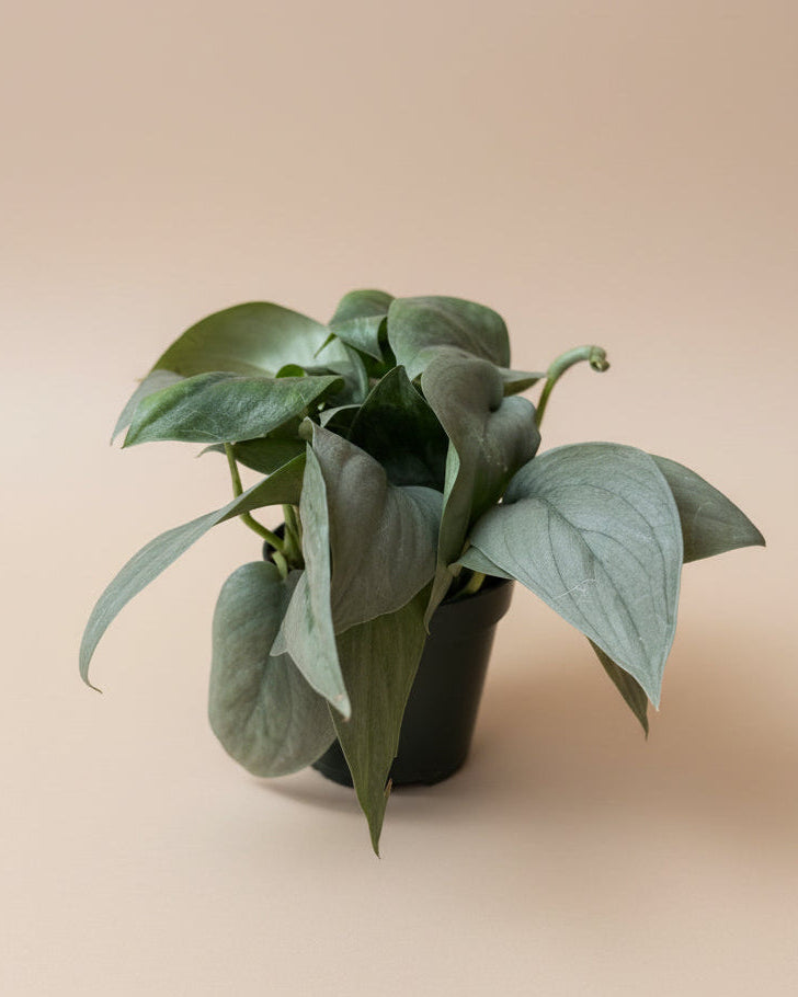 Scindapsus Platinum