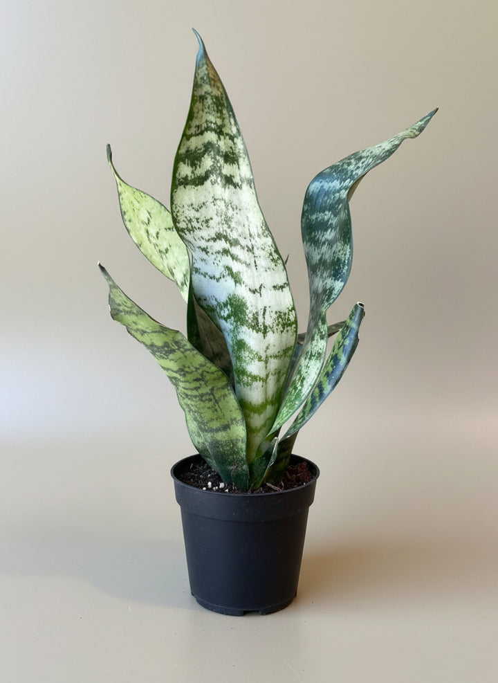 Snake Plant