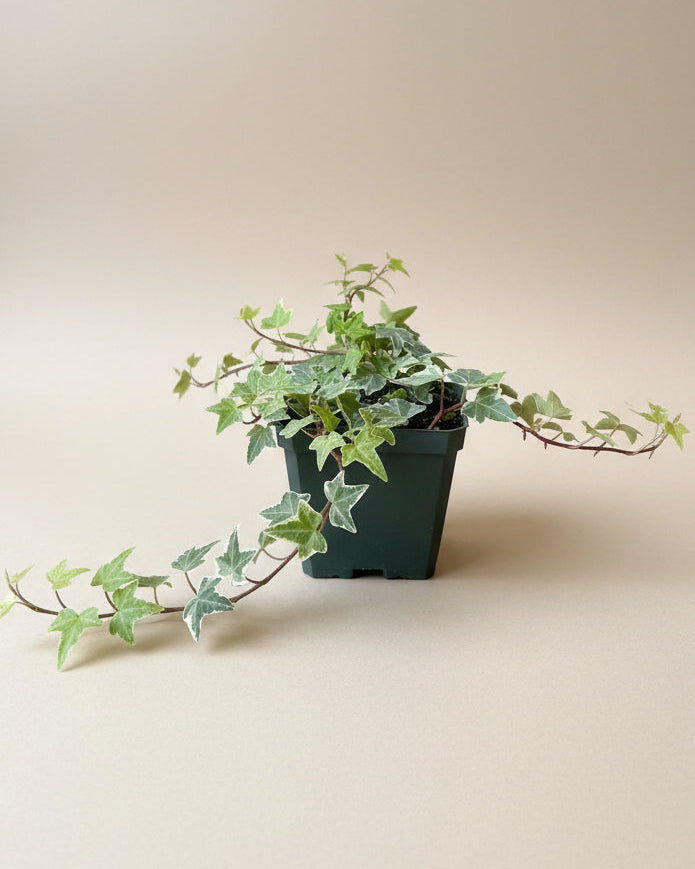 English Ivy