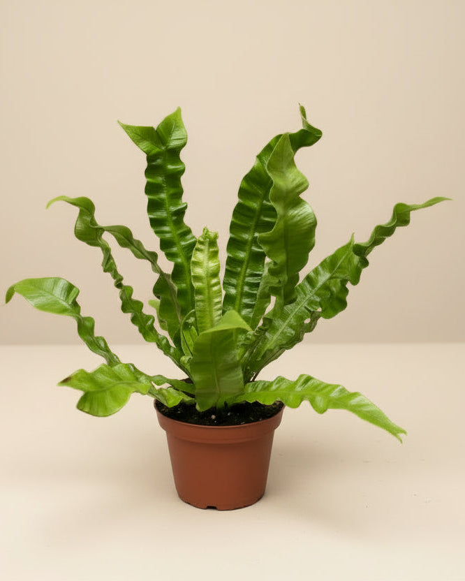 Crispy Wave Fern