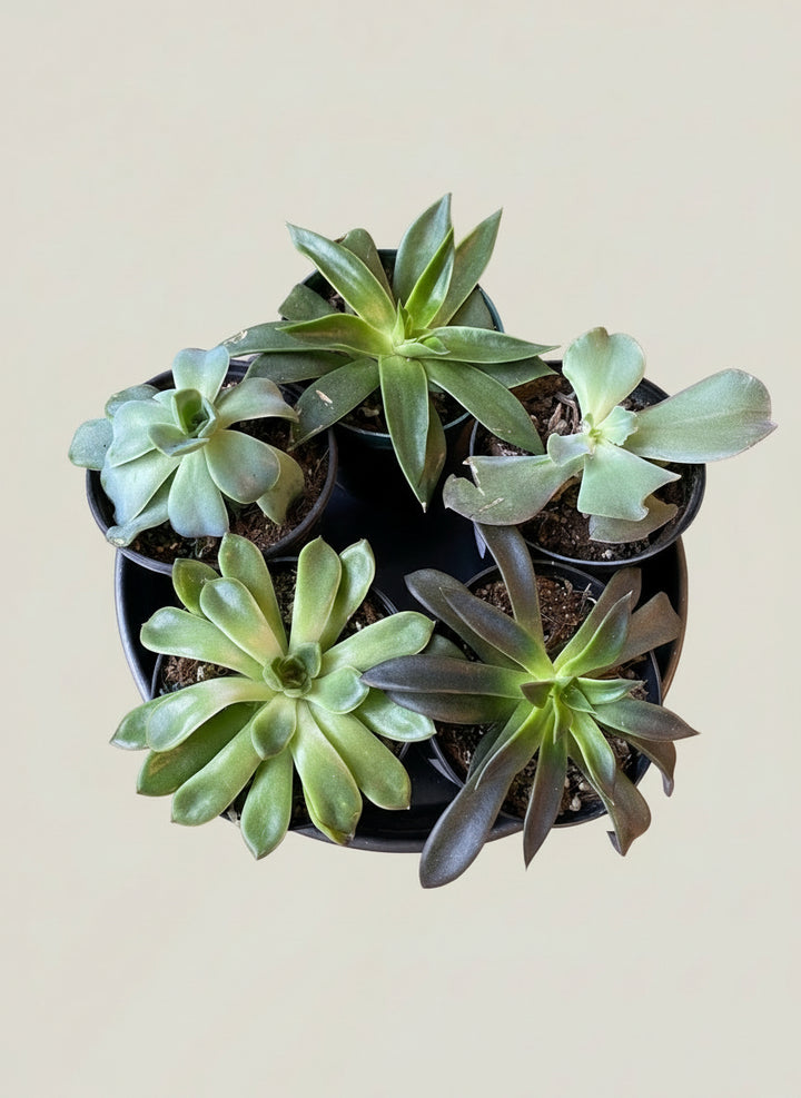Echeveria