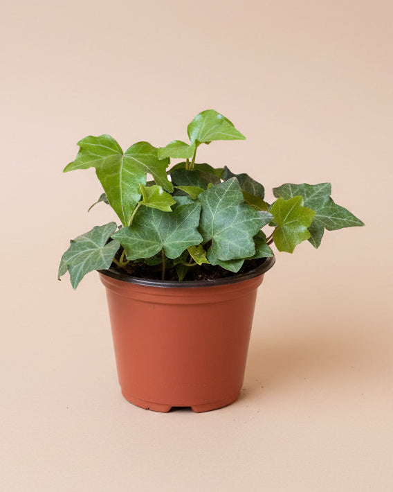 English Ivy