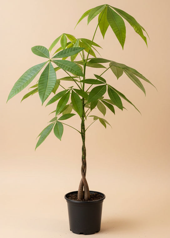 Money Tree