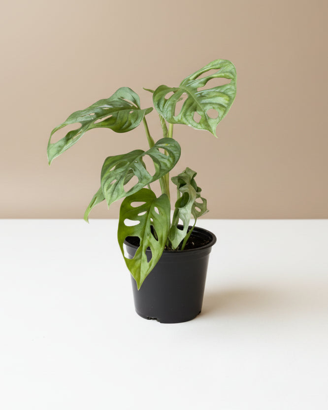 Monstera Adansonii