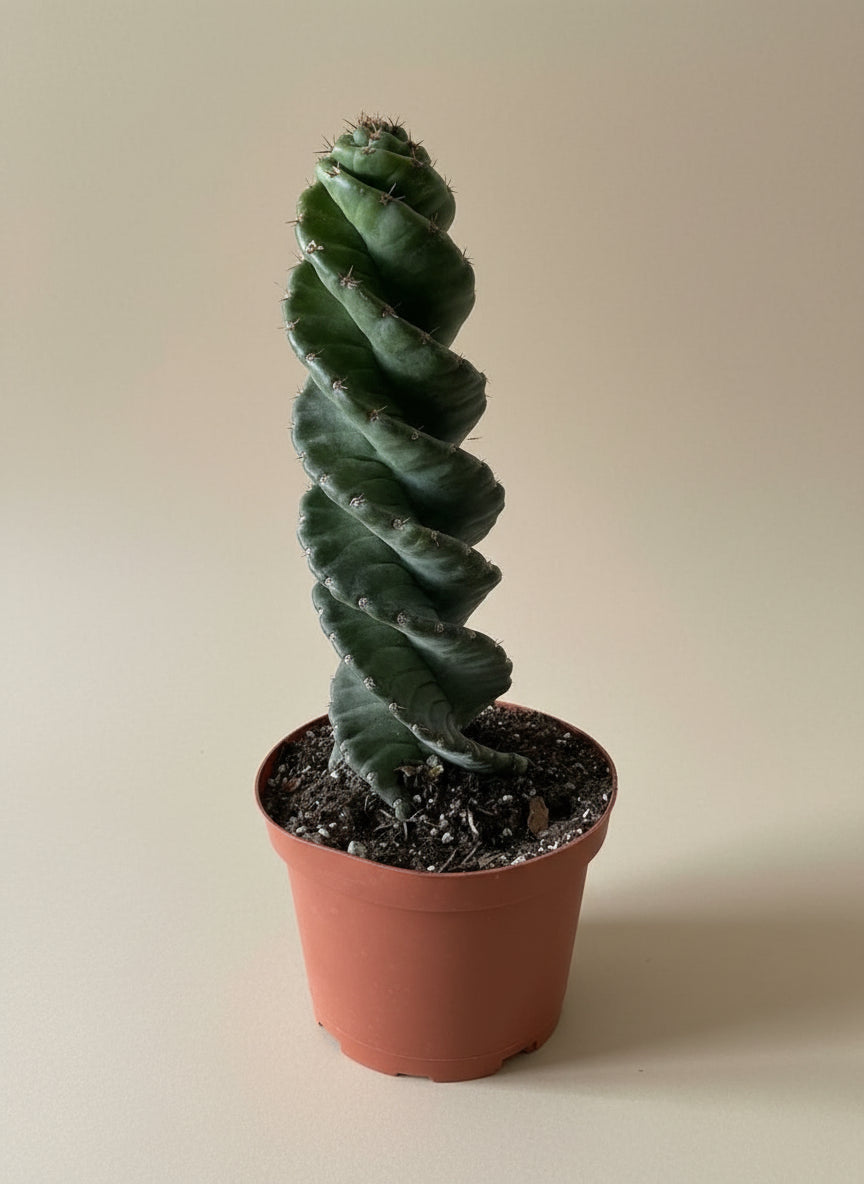 Spiral Cactus