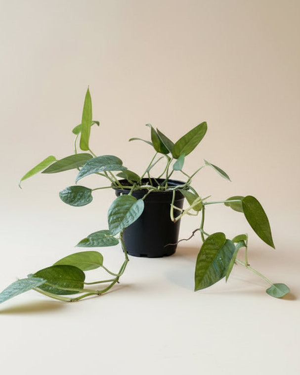 Pothos Cebu Blue