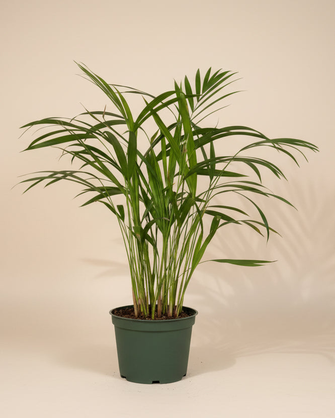 Areca Palm