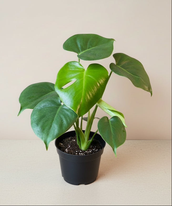 Monstera Deliciosa