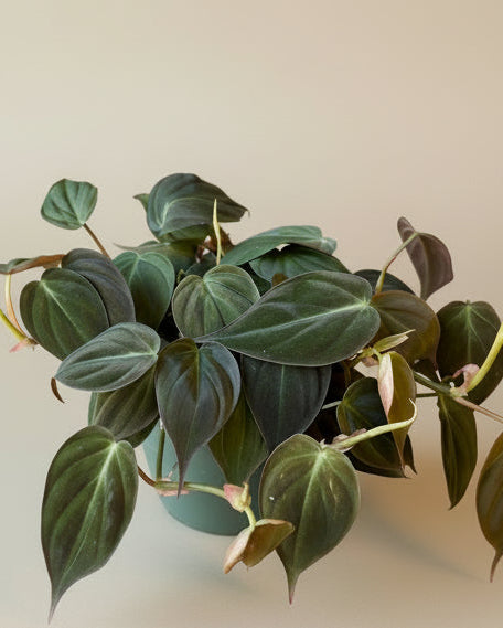 Philodendron Micans