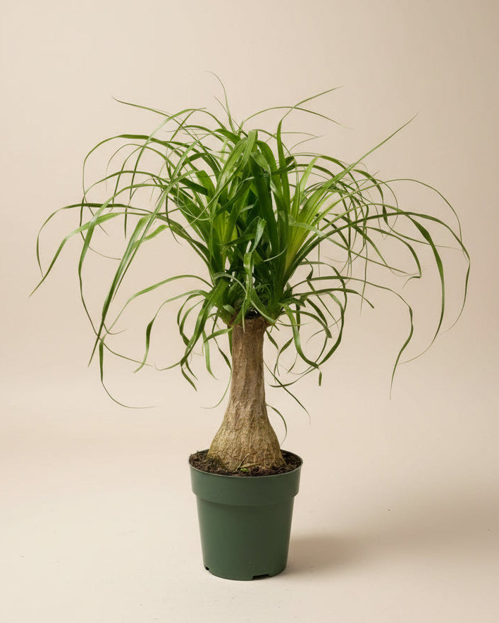 Ponytail Palm