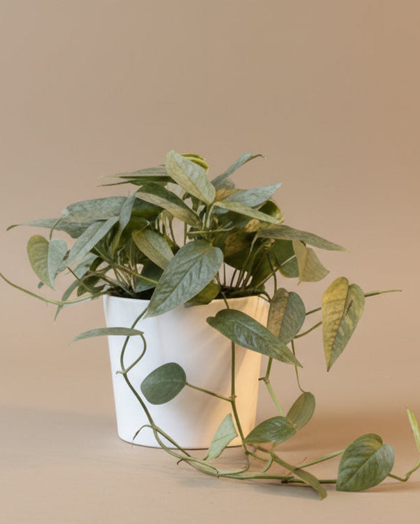 Pothos Cebu Blue