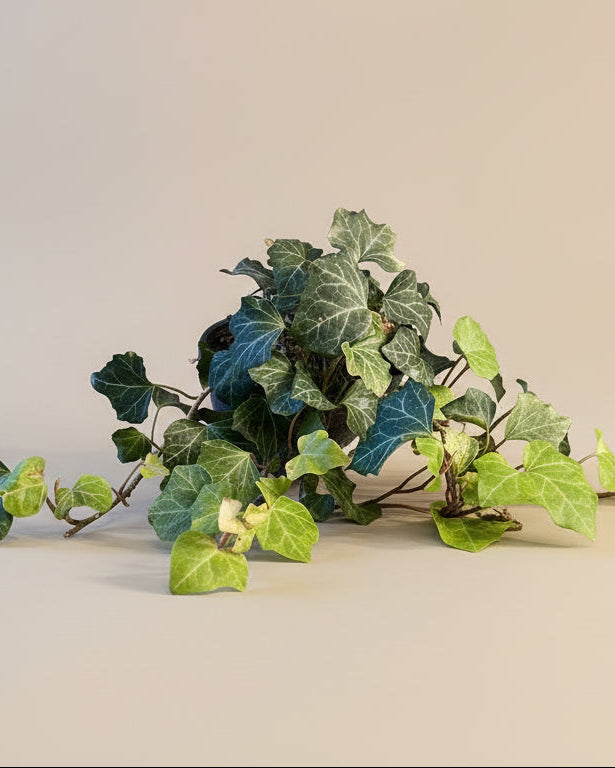 English Ivy