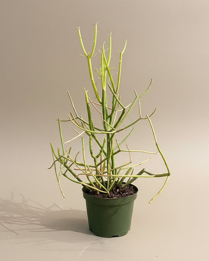 Pencil Cactus