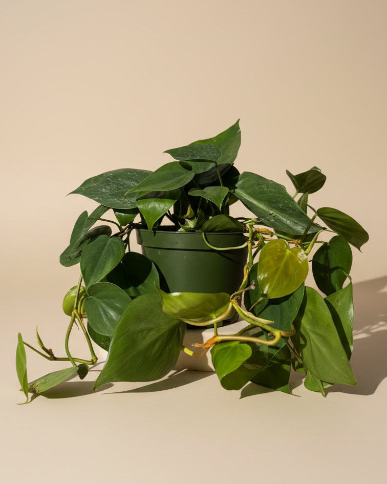Philodendron Cordatum