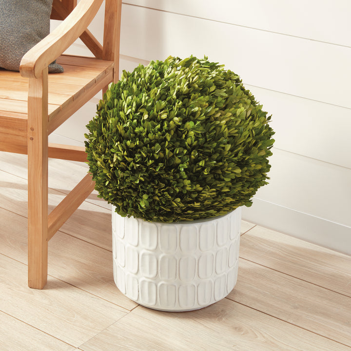 Preserved Boxwood Ball