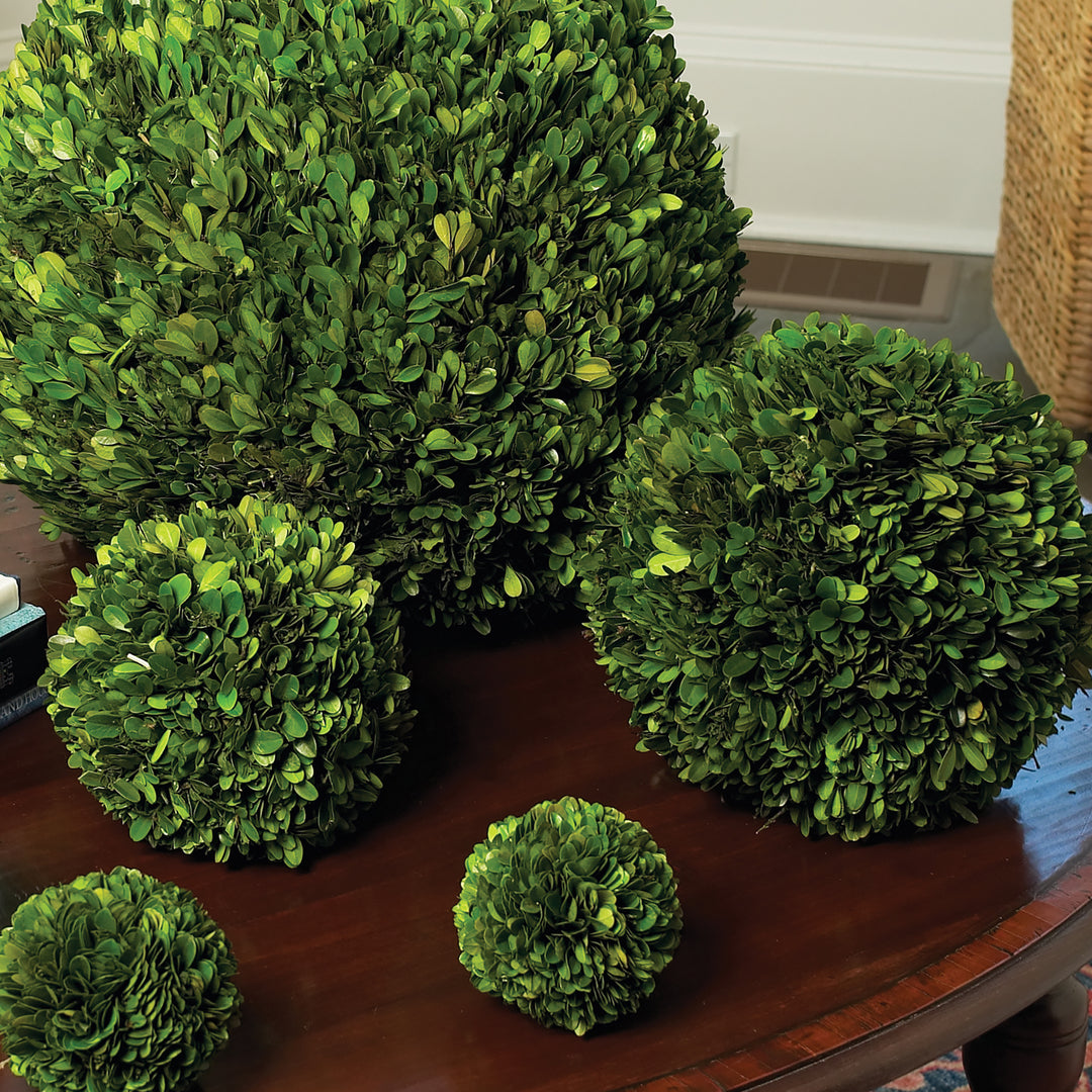Preserved Boxwood Ball