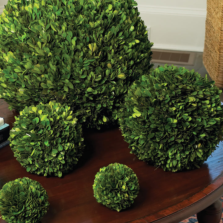 Preserved Boxwood Ball