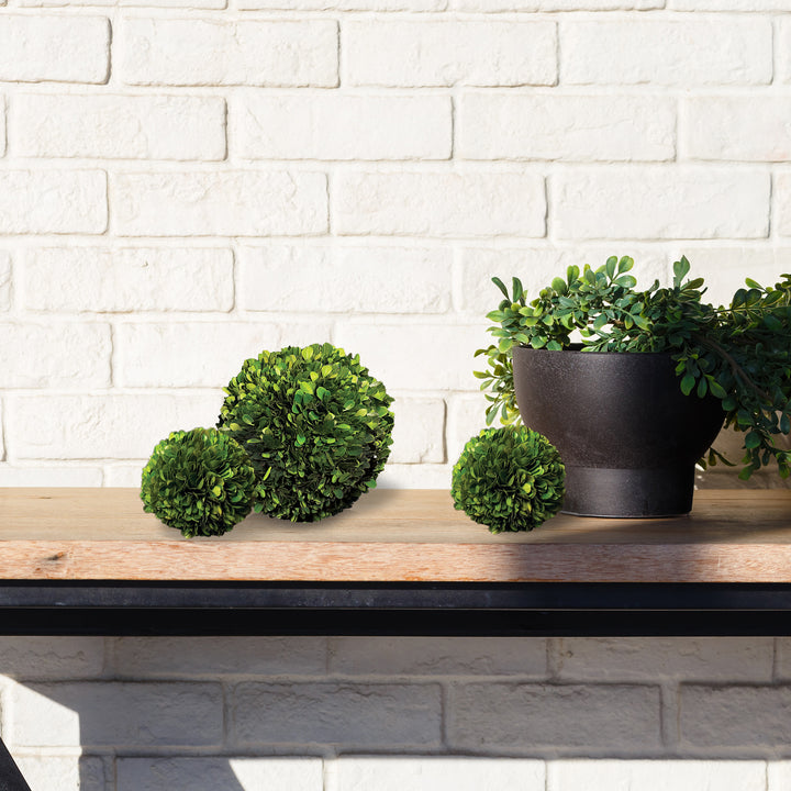 Preserved Boxwood Ball